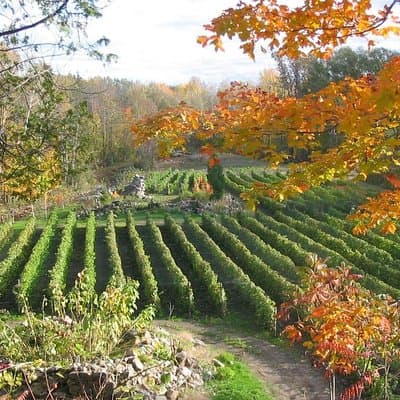 Wine Tasting on Ile d'Orleans