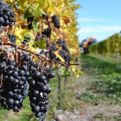 Waipara Wine Tour from Christchurch - including Lunch & Tastings