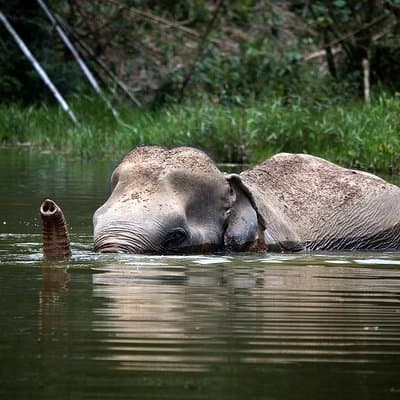 A Morning with the Elephants at Phuket Elephant Sanctuary