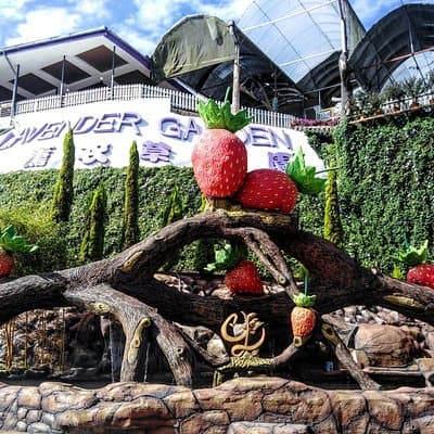 Cameron Highlands Day Trip From Kuala Lumpur