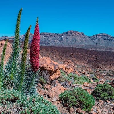 Teide National Park Half Day Tour with Hotel Pick up
