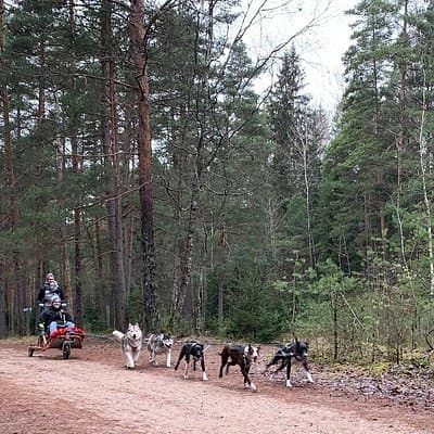 Ultimate Husky dog sledding experience in Latvia - Private tour from Riga