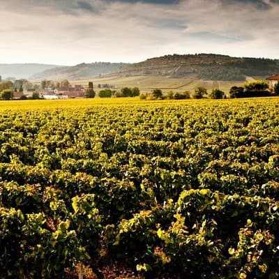 Private excursion to Côte de Beaune and Côte de Nuits (full day)
