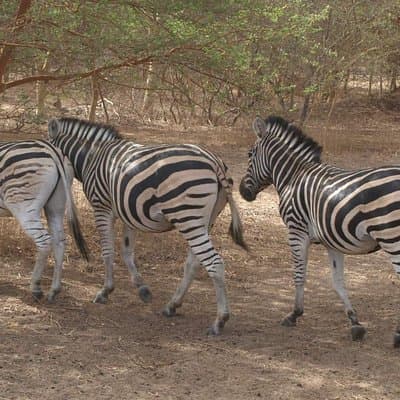 Day tour Somone lagoon and Bandia park Safari