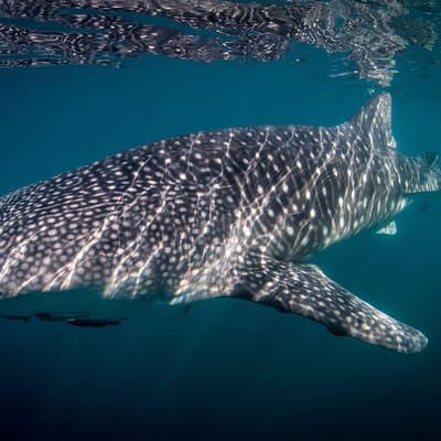 Intimate Eco-Friendly Whale Shark Encounter - Premium Service