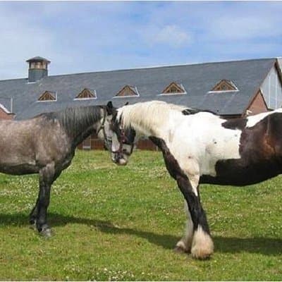 Killarney National Park Horseback Ride. Co Kerry. Guided. 2 hours.