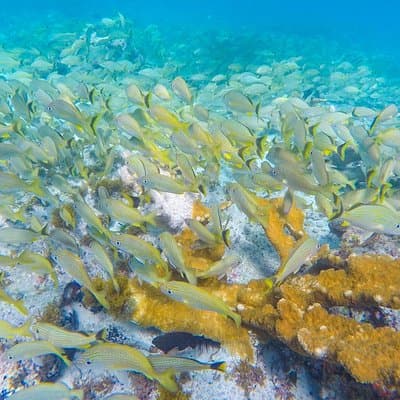 Isla Mujeres Snorkeling Tour Adventure