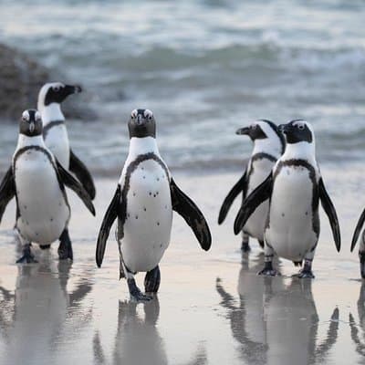 Half Day Boulders Penguins and Cape Point Small Group Tour