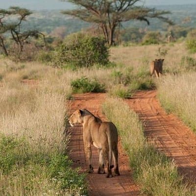 Nairobi National Park, Sheldrick Elephant, Giraffe Centre Tour
