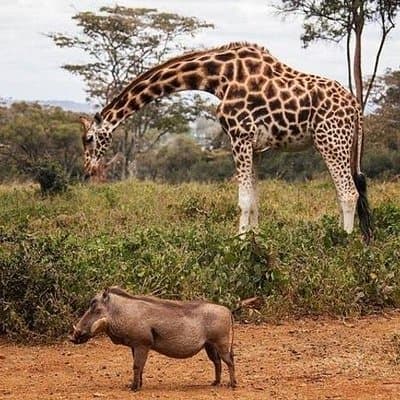 Tour: Giraffe Center and Nairobi National Park