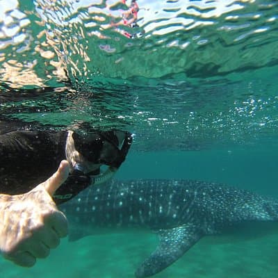 Small Group Whale Shark Snorkeling Tour with Marine Biologist
