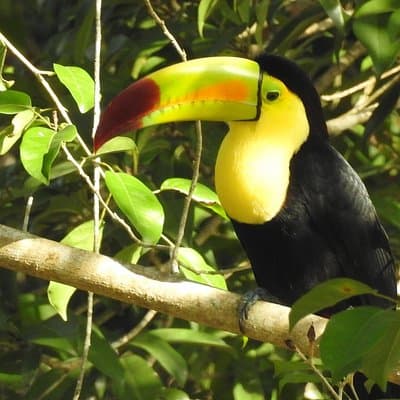 Birdwatching Sian Ka'an Biosphere Reserve