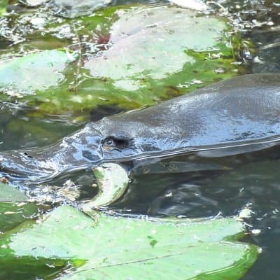 Byron Bay Platypus Walk