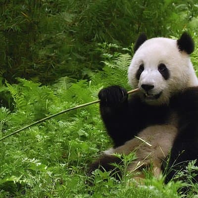 All-inclusive Private Day Trip: Hutongs, Lama Temple & Panda House with Lunch