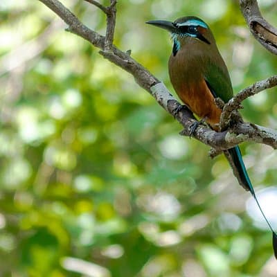 Bird Watching in Sian Ka´an Muyil
