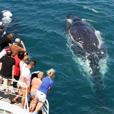 Whale Watching Tour with Spirit of Gold Coast