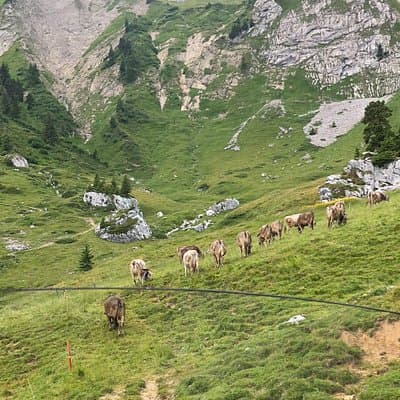 Mt. Pilatus & Lake Lucerne Cruise Private Tour | From Lucerne