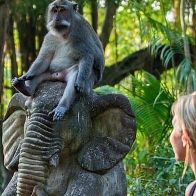 Ubud: Waterfalls, Rice Terraces, and Monkey Forest Private Tour