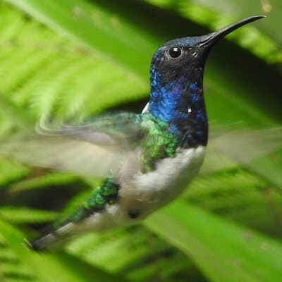 Full-Day Mindo Cloud Forest Tour Birdwatching Waterfalls and Hike