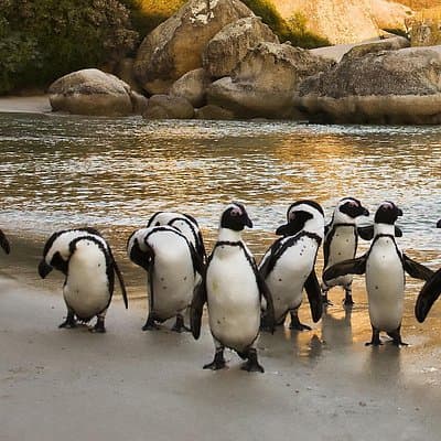 Cape of Good Hope, Penguins & Bo-Kaap Group Tour from Cape Town