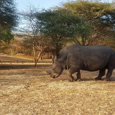 Bandia Park Safari (Minimum 2 Participants)