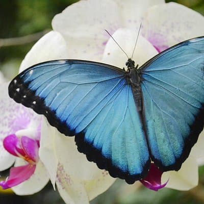 Mindo Cloud Forest Full Day Tour from Quito
