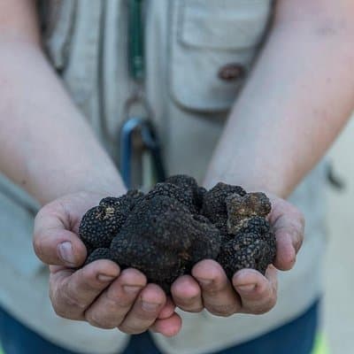 Truffle Lunch & Hunting Experience in San Gimignano