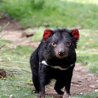 Bonorong Wildlife Park and Richmond Afternoon Tour from Hobart