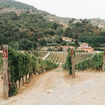 Lucca: Wine Tasting Experience - Tenuta Adamo Winery