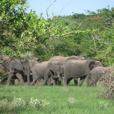 Economic 1Day Maputo Special Reserve Safari(Maputo National Park)