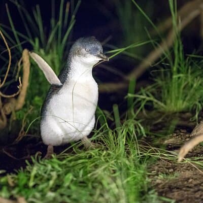 Phillip Island Penguin Parade and Koalas Tour from Melbourne