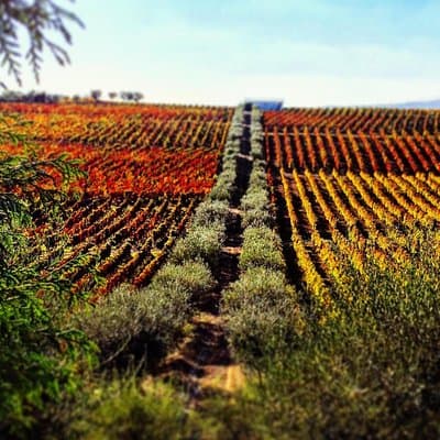 Douro Valley — Private UNESCO Wine & Cultural Experience