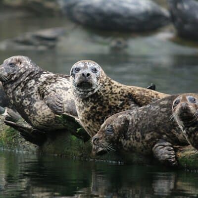 Vancouver City and Nature Waterfront Sightseeing Boat Tour