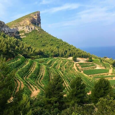 Full-day Wine Tour around Bandol & Cassis from Marseille