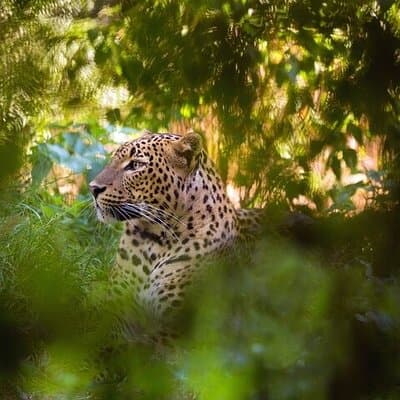 Wilpattu National Park Jeep Safari from Negombo / Waikkal (All Inclusive)
