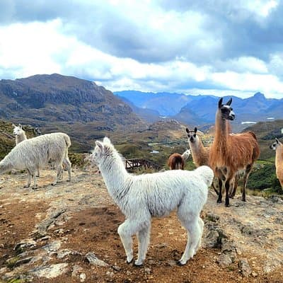Cuenca to Guayaquil one-way tour with Cajas Park and a Cacao Farm visit