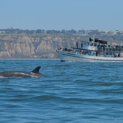 San Diego Whale Watching & Dolphin Cruise