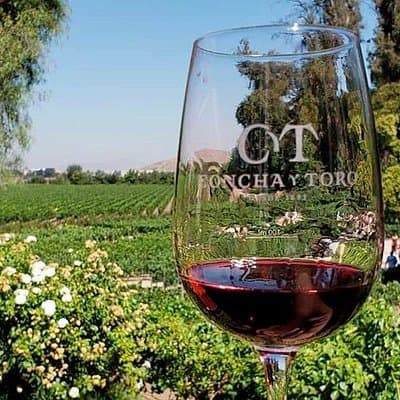 Concha y Toro Vineyard Tour From Santiago