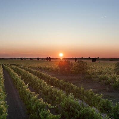 Visit to a Winery in Salento with Wine tasting and light lunch. From Lecce