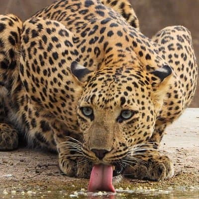 Jhalana Panther Safari Park Tour in Jaipur