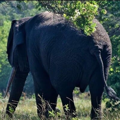 Maputo National Park (Maputo Special Reserve) Full-day Tour