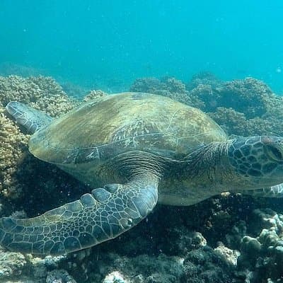 Isla Espíritu Santo Tour