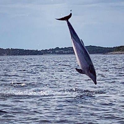 Aventura al atardecer con delfines en lancha rápida