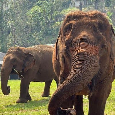 Half-Day Elephant Experience at Rantong