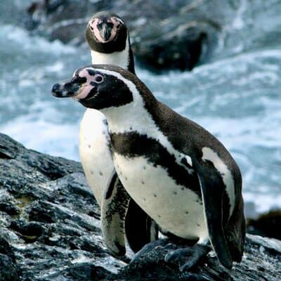Fr VALPO: WILD PENGUINS, SEALION, SANDBOARD, PARAGLIDING & PICNIC