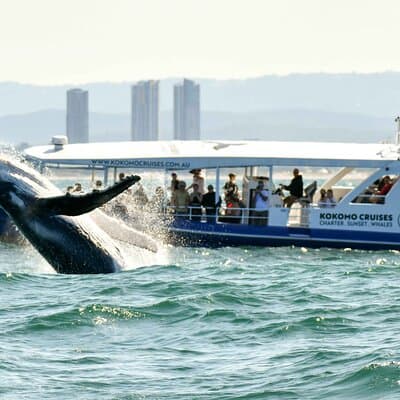 Gold Coast Whale Watching Cruise