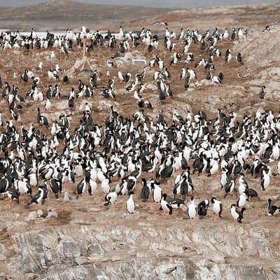 Catamaran Tour through the Beagle Channel and Penguins in Isla Martillo