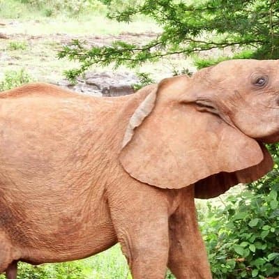 Half day tour to Elephant orphanage and Giraffe Centre Nairobi