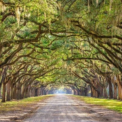 1-Hour Bonaventure Cemetery Golf Cart Guided Tour in Savannah