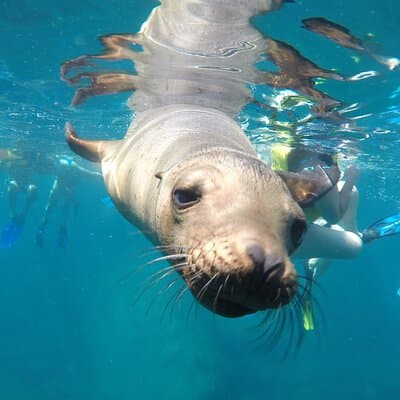 La Paz Whale Shark & Sea Lion Snorkeling + Balandra Tour
